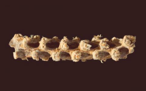 古DNA为玉米驯化早期阶段提供新见解