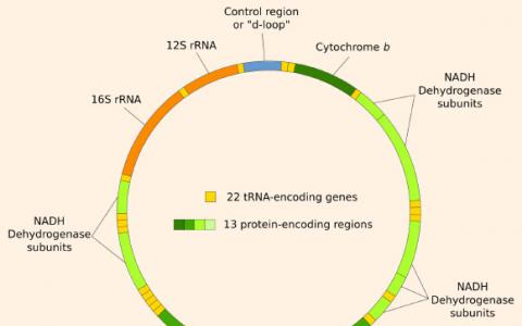 新研究证实了自闭症谱系障碍与mtDNA之间的遗传联系