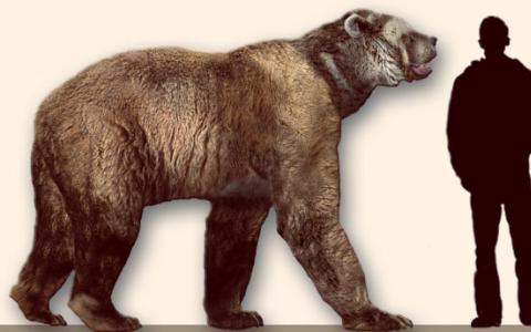 古代线粒体DNA揭示了美洲大熊的趋同演化