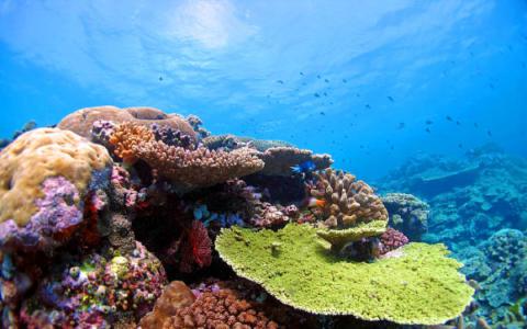 新研究表明一些珊瑚具有耐热基因