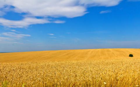 科学家创建小麦品种的单倍型图谱