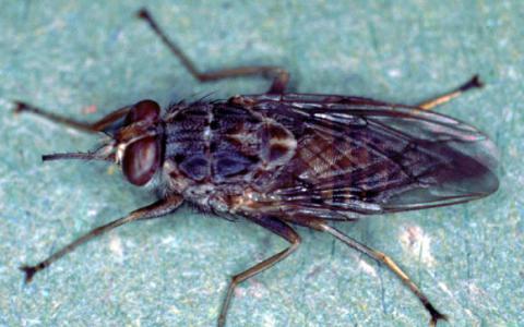 Tsetse Fly Genome测序