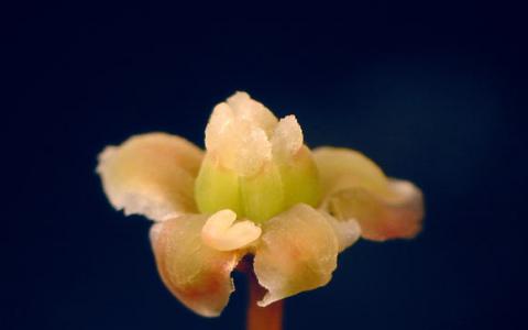 科学家对独特开花植物Amborella trichopoda的基因组进行测序