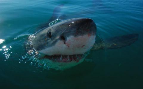科学家们发现大白鲨与人类惊人相似