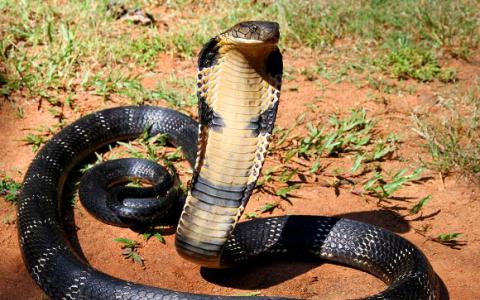 遗传科学家序列缅甸蟒蛇眼镜王蛇的基因组