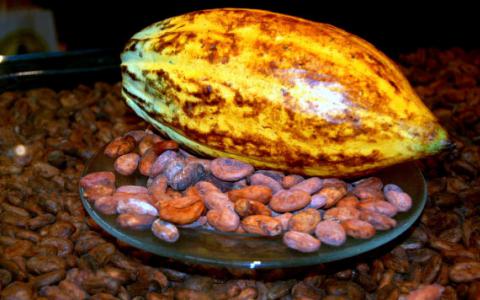 遗传科学家序列Matina Cacao的基因组