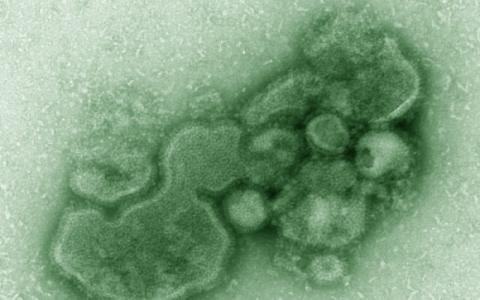 H7N9携带稀有H9N2，H7N3，H4N9，H11N9禽流感病毒的基因