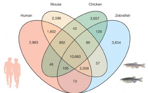斑马鱼基因组发现与人类惊人相似