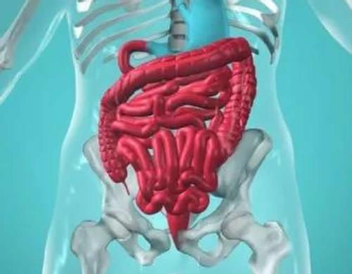 肠道连接表示蠕虫在进食时会改变行为