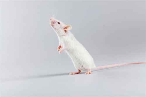 饮食干预对小鼠自身免疫的影响