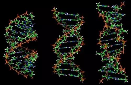 神秘的百分之98  科学家希望在黑暗的基因组上发光