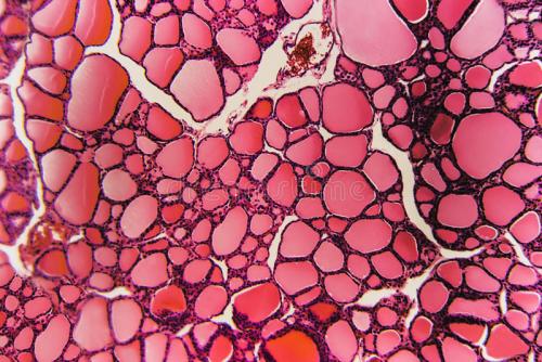 研究人员设计新的甲状腺细胞