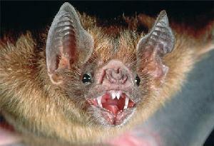 研究人员强调了野猪和吸血蝙蝠之间的惊人联系
