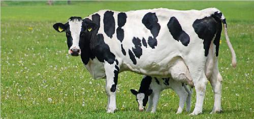使用CRISPR技术首次开发抗结核病的奶牛