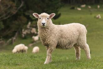 布里斯托大学的研究已经对农民如何对待绵羊的疾病提出了新的见解