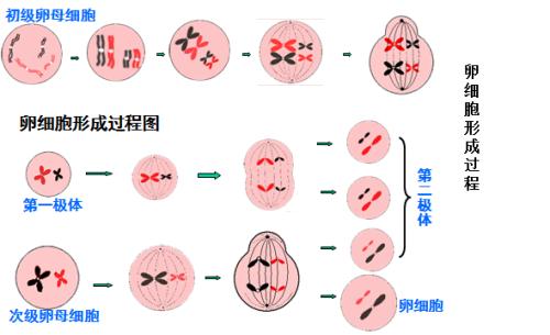 科学家发现BCAS2参与精原细胞中的替代mRNA剪接和转变为减数分裂