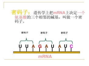 研究人员证明蛋白质合成和mRNA降解在结构上是相关的