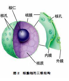 细丝将细胞核连接到细胞外微环境