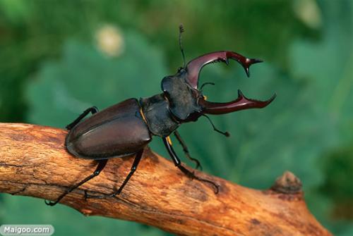 通过新的基因测试 现在可以更快地识别夏威夷的入侵甲虫物种