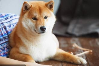 研究表明狗的饮食如何塑造其肠道微生物组