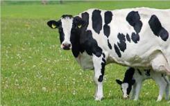 使用CRISPR技术首次开发抗结核病的奶牛