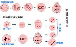 科学家发现BCAS2参与精原细胞中的替代mRNA剪接和转变为减数分裂