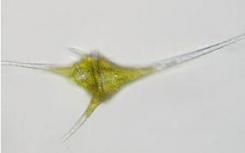 科学家们首次绘制了甲藻的遗传进化图谱
