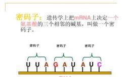 研究人员证明蛋白质合成和mRNA降解在结构上是相关的