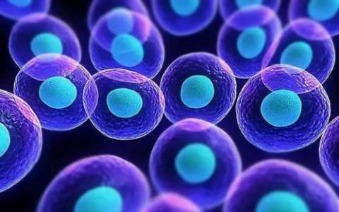 精子干细胞如何保持其数量