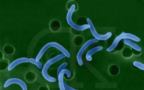 细菌杀灭病毒鸡尾酒可预防动物模型中的霍乱感染