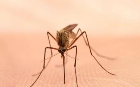 揭示了难以捉摸的人类疟疾物种的基因组秘密