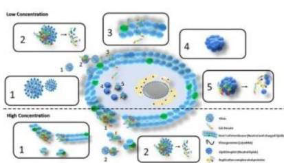 科学家们合成了能够消除丙型肝炎病毒的分子