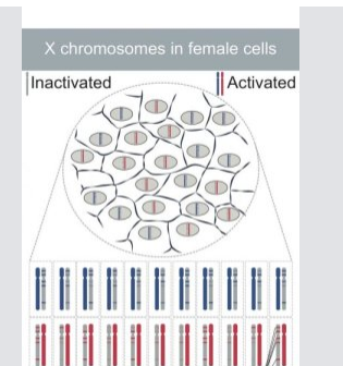 X染色体遗传学如何成为平等主义者