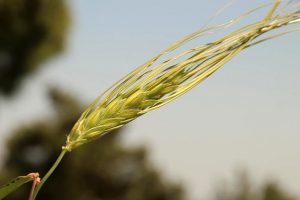 野生emmer基因组测序提供了有关育种如何将天然小麦转变为现代版本的见解