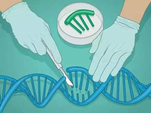 使用CRISPR技术进行条件基因调控