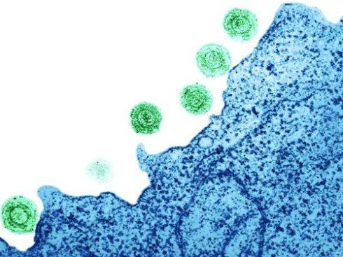 Sofosbuvir排除基孔肯雅病毒和黄热病病毒的有机体