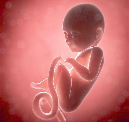 揭示了胚胎发育关键阶段的代谢途径