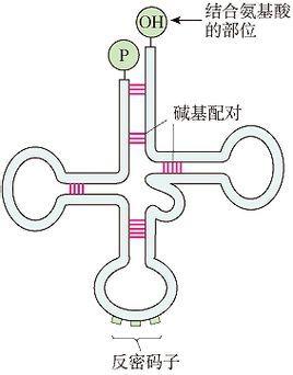 在了解RNA转运方面取得了重大进展