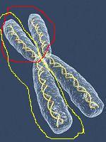 染色体结构的3-D组织影响植物基因表达
