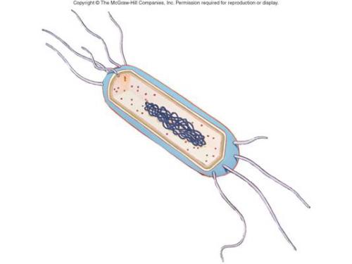 研究人员清楚地描绘了细菌的内部和外部结构