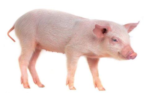 猪基因进展可以增加珍贵动物的精子库存