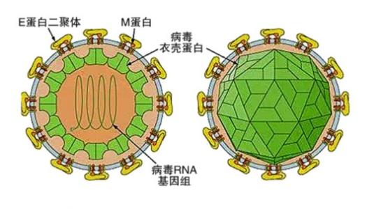 登革热和寨卡病毒家族使用意想不到的方法劫持人类细胞机器