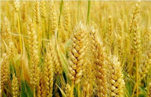 生产更好的小麦作物以养活世界  单一到多个小麦基因组学