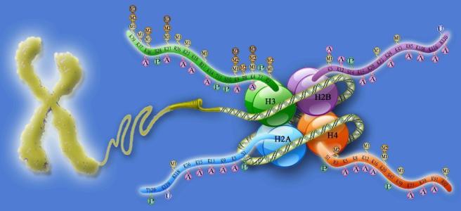 Slo-mo解开核小体DNA探针蛋白的作用