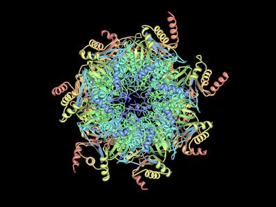 组蛋白降解伴随DNA修复反应