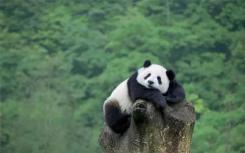 巨型和红色大熊猫的遗传比较提供了关于收敛的线索