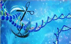 我们的DNA中隐藏的代码解释了如何制造新的基因片段