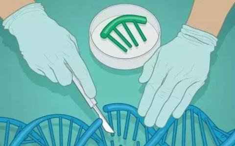 使用CRISPR技术进行条件基因调控