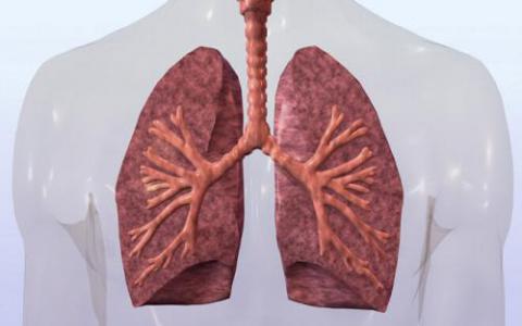 实验结果支持肺中粘蛋白与肺纤维化之间的联系