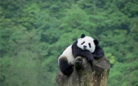 巨型和红色大熊猫的遗传比较提供了关于收敛的线索